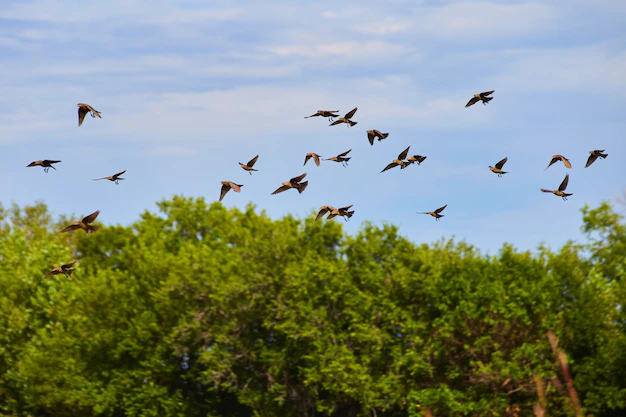 flock-tiny-birds-flying-by-forest